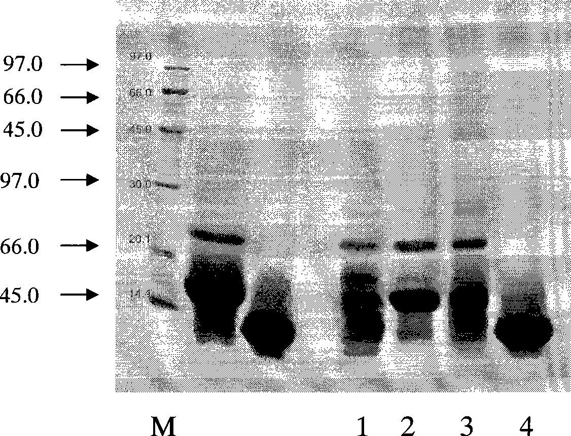 Main allergic protein of humulus pollen