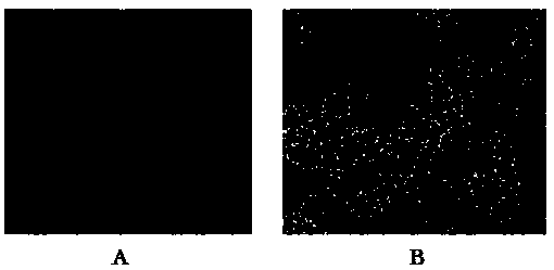 CPV (canine parvovirus)-HuN1703 strain and application thereof