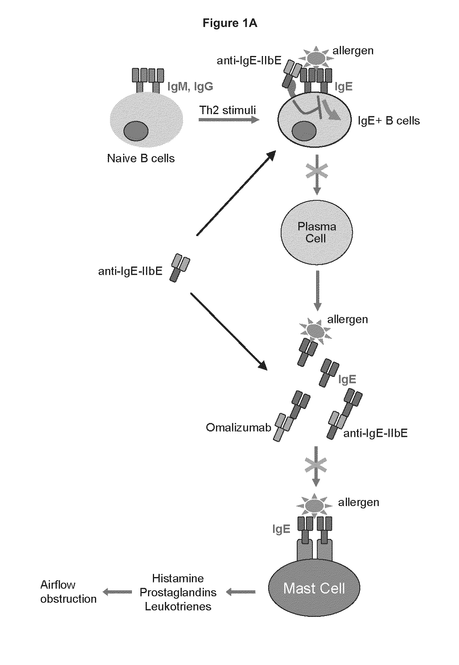 Rapid clearance of antigen complexes using novel antibodies