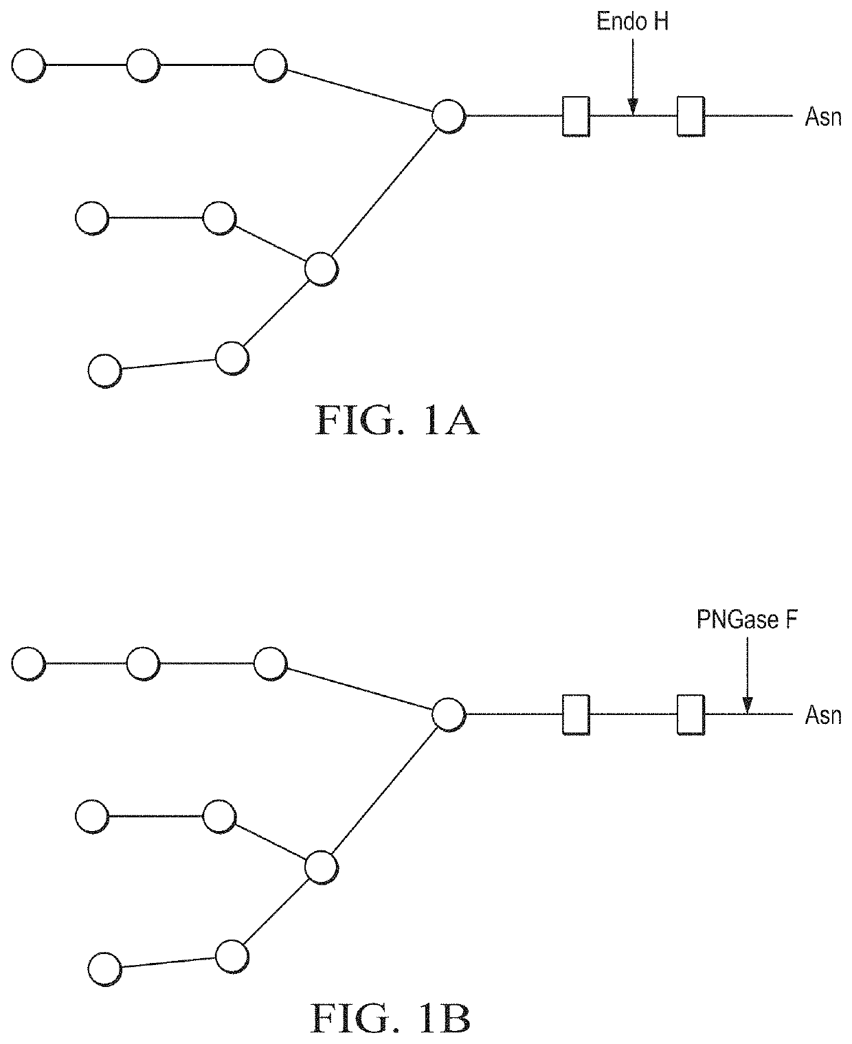 Production of in vivo N-deglycosylated recombinant proteins by co-expression with endo H