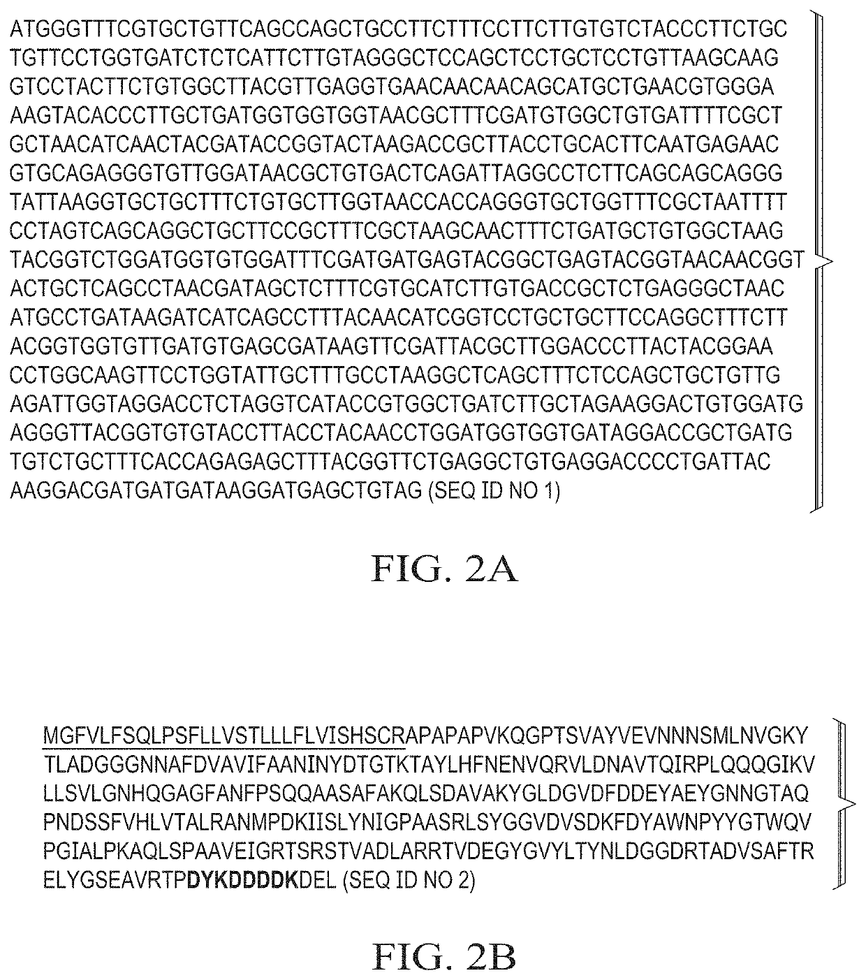 Production of in vivo N-deglycosylated recombinant proteins by co-expression with endo H