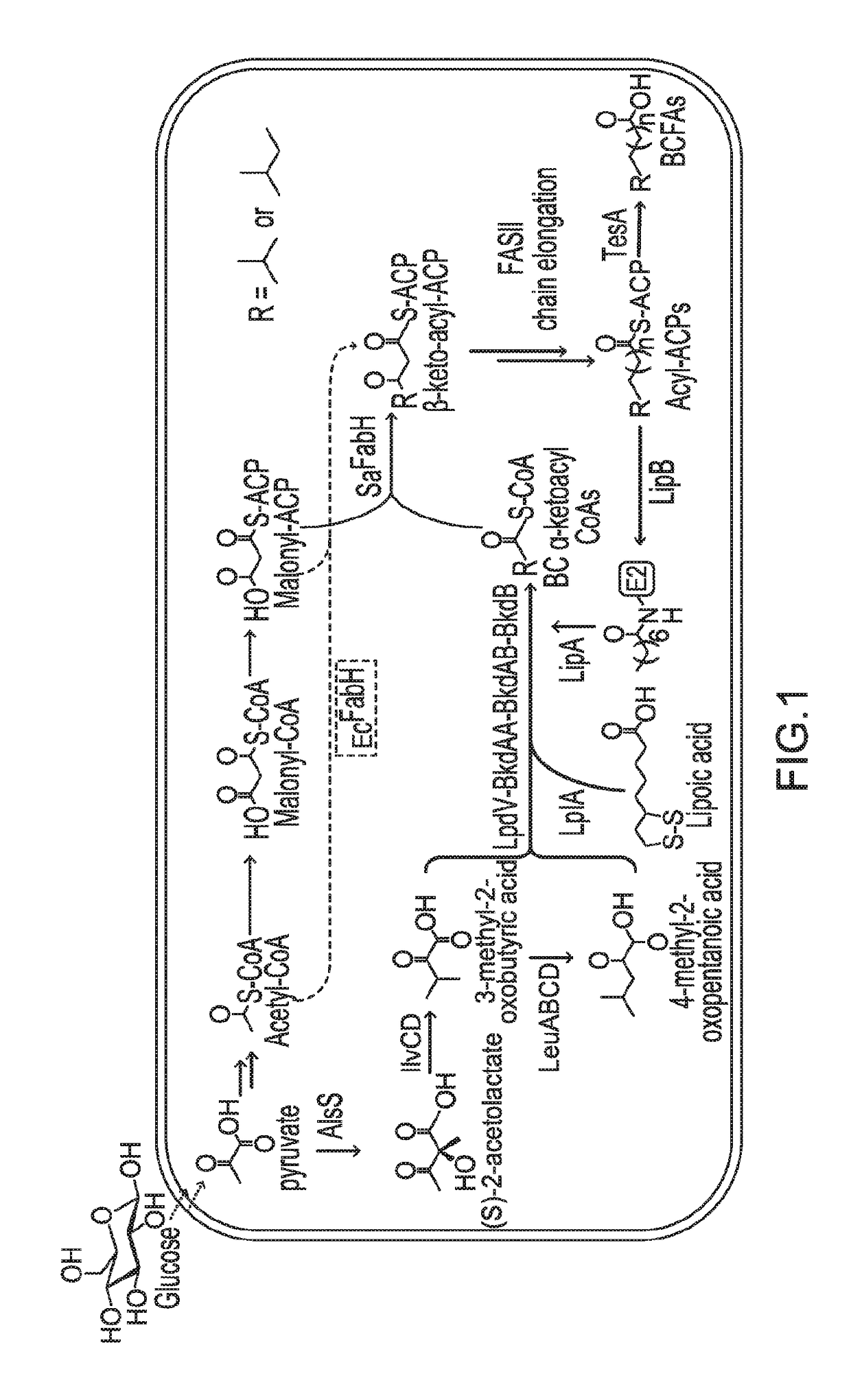 Host cells and methods for producing fatty acid-derivatives with high branched-chain percentage