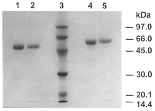 Thrombolytic drug based on cobra venom piii type metalloprotease and its application