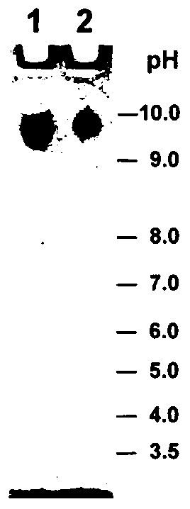 Thrombolytic drug based on cobra venom piii type metalloprotease and its application