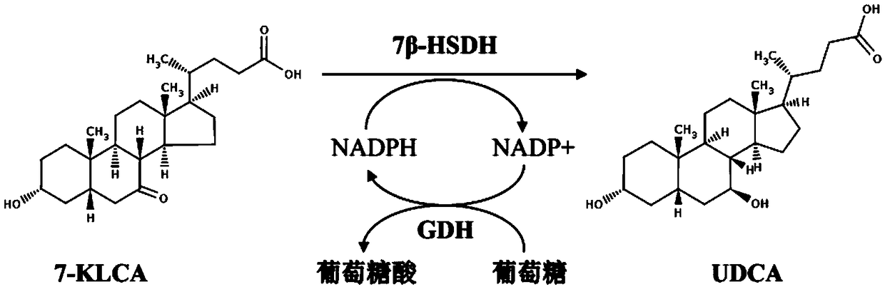 7 Beta-hydroxysteroid dehydrogenase mutant, coding sequence, recombinant expression vector, genetically engineered bacterium and application thereof