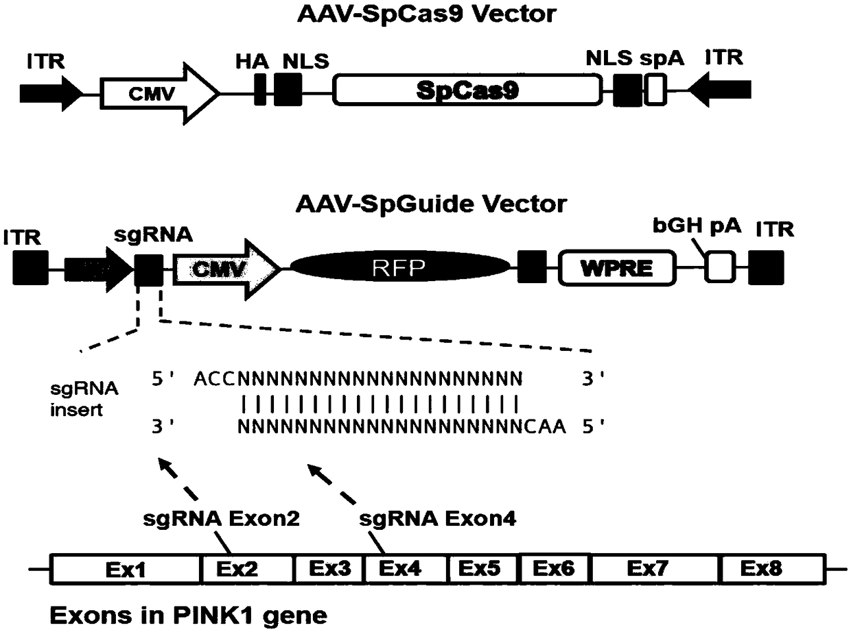 Method for rapidly establishing animal model of Parkinson's disease through substantia nigra gene knockout