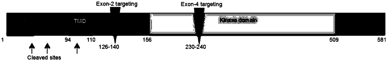 Method for rapidly establishing animal model of Parkinson's disease through substantia nigra gene knockout