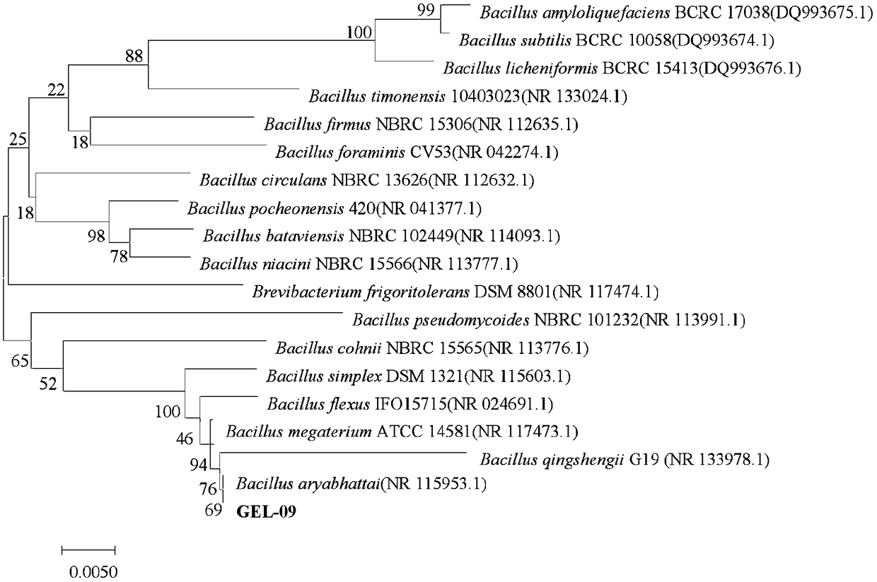 A strain of Bacillus arborii producing neutral amylase