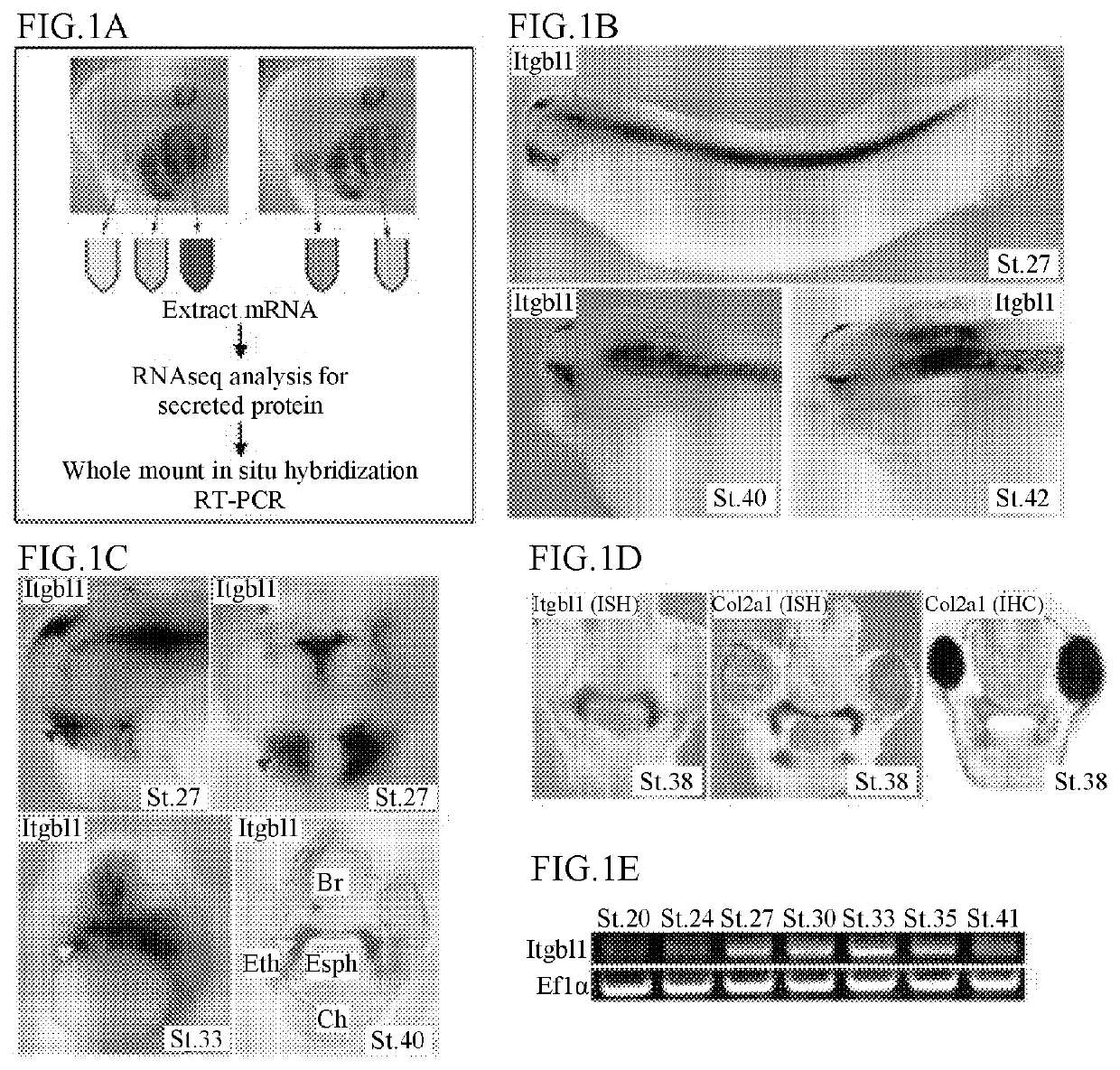 Pharmaceutical composition for preventing or treating cartilage diseases