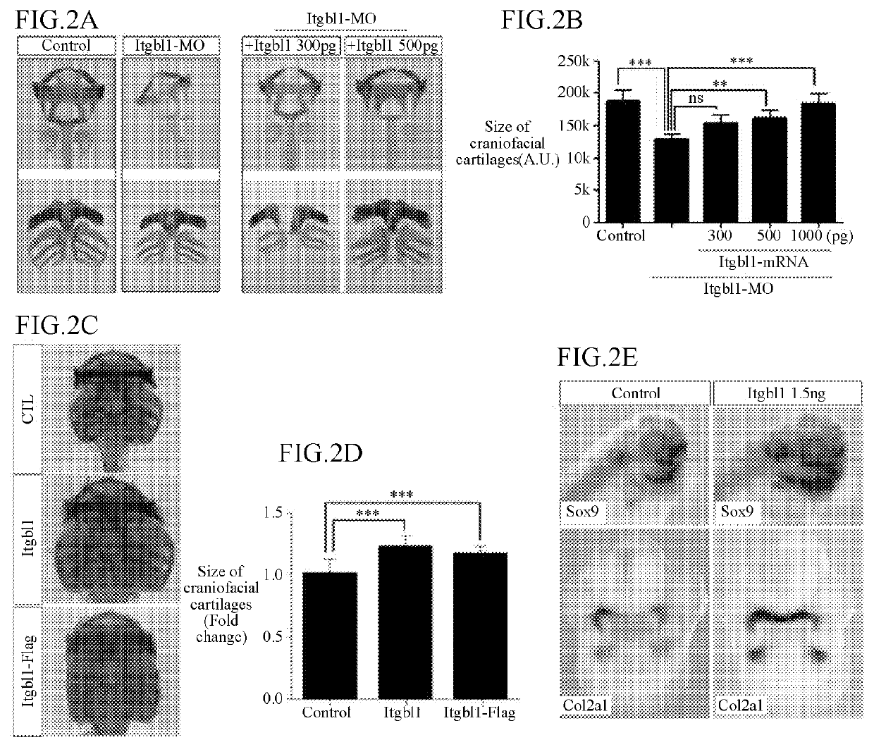 Pharmaceutical composition for preventing or treating cartilage diseases