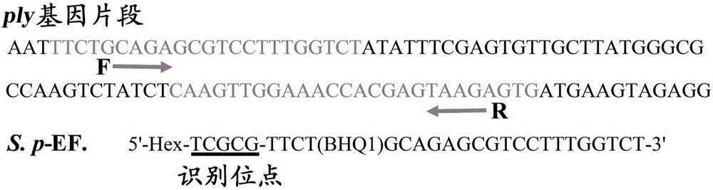 ET-PCR (endonuclease restriction-mediated real-time polymerase chain reaction) nucleic acid testing technology