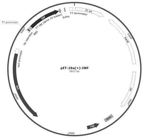 Biological material for enhancing electron transfer efficiency as well as preparation method and application of biological material