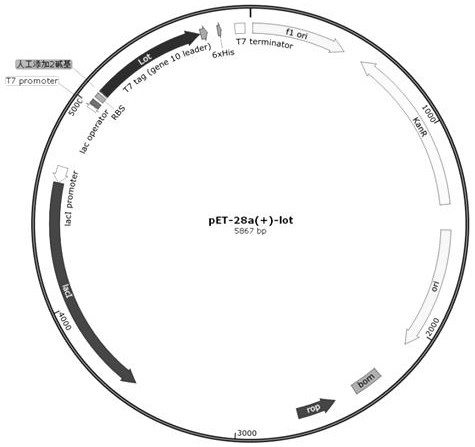 Biological material for enhancing electron transfer efficiency as well as preparation method and application of biological material