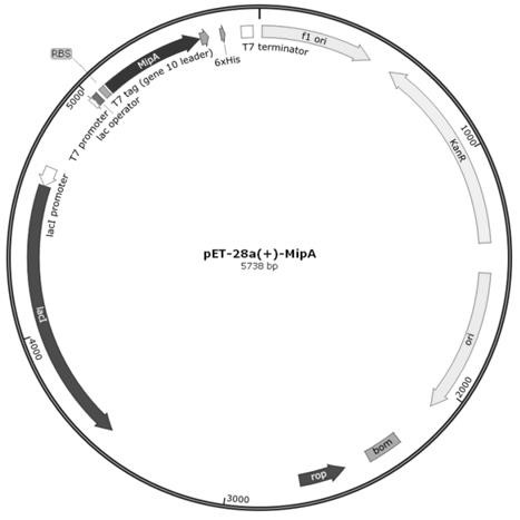 Biological material for enhancing electron transfer efficiency as well as preparation method and application of biological material