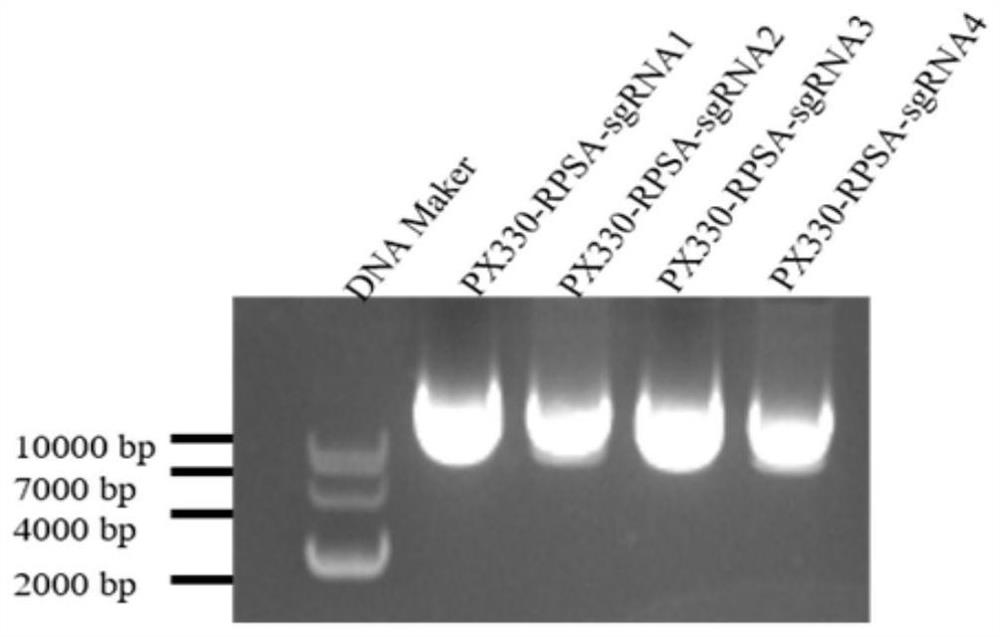 SgRNA for targeted knockout of RPSA gene and construction method of RPSA gene knockout cell line