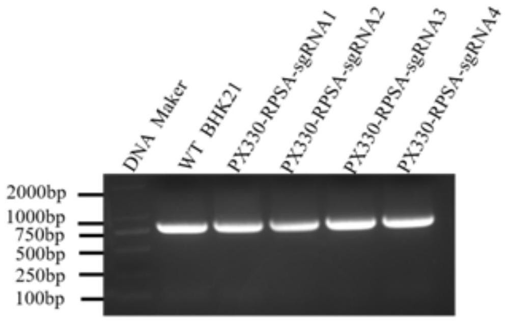 SgRNA for targeted knockout of RPSA gene and construction method of RPSA gene knockout cell line