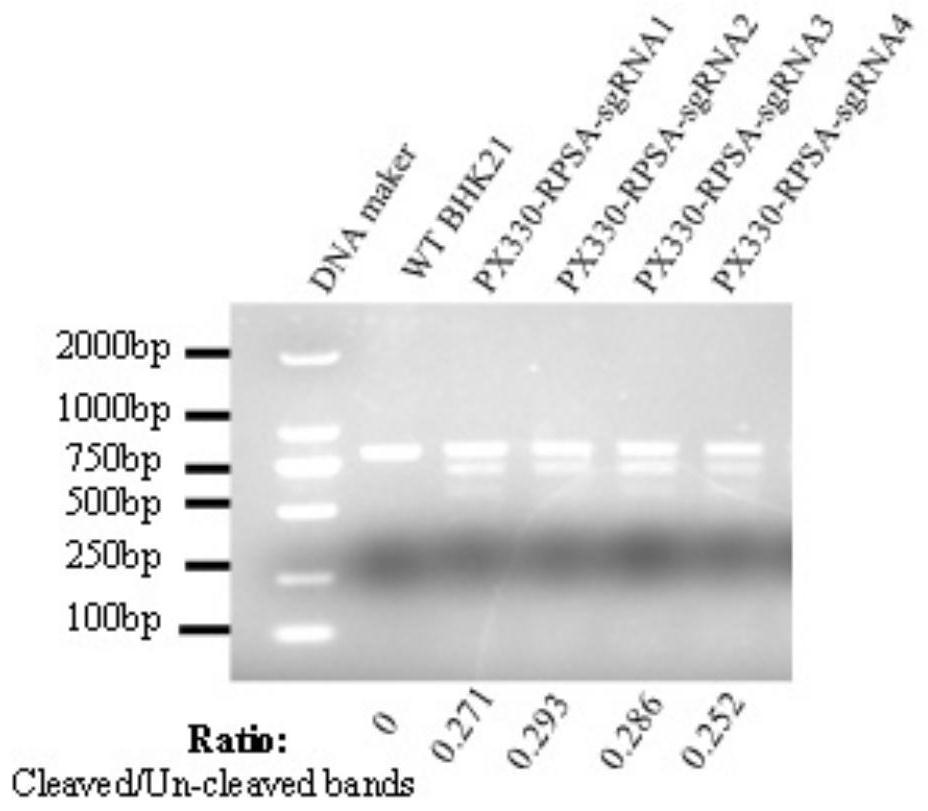 SgRNA for targeted knockout of RPSA gene and construction method of RPSA gene knockout cell line