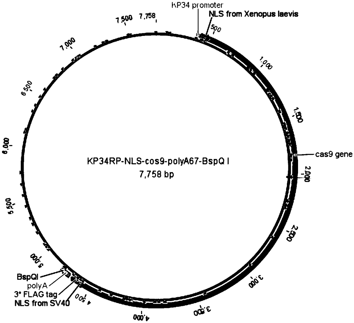 Production application of mono-subunit RNA polymerase KP34RP in long-chain mRNA synthesis