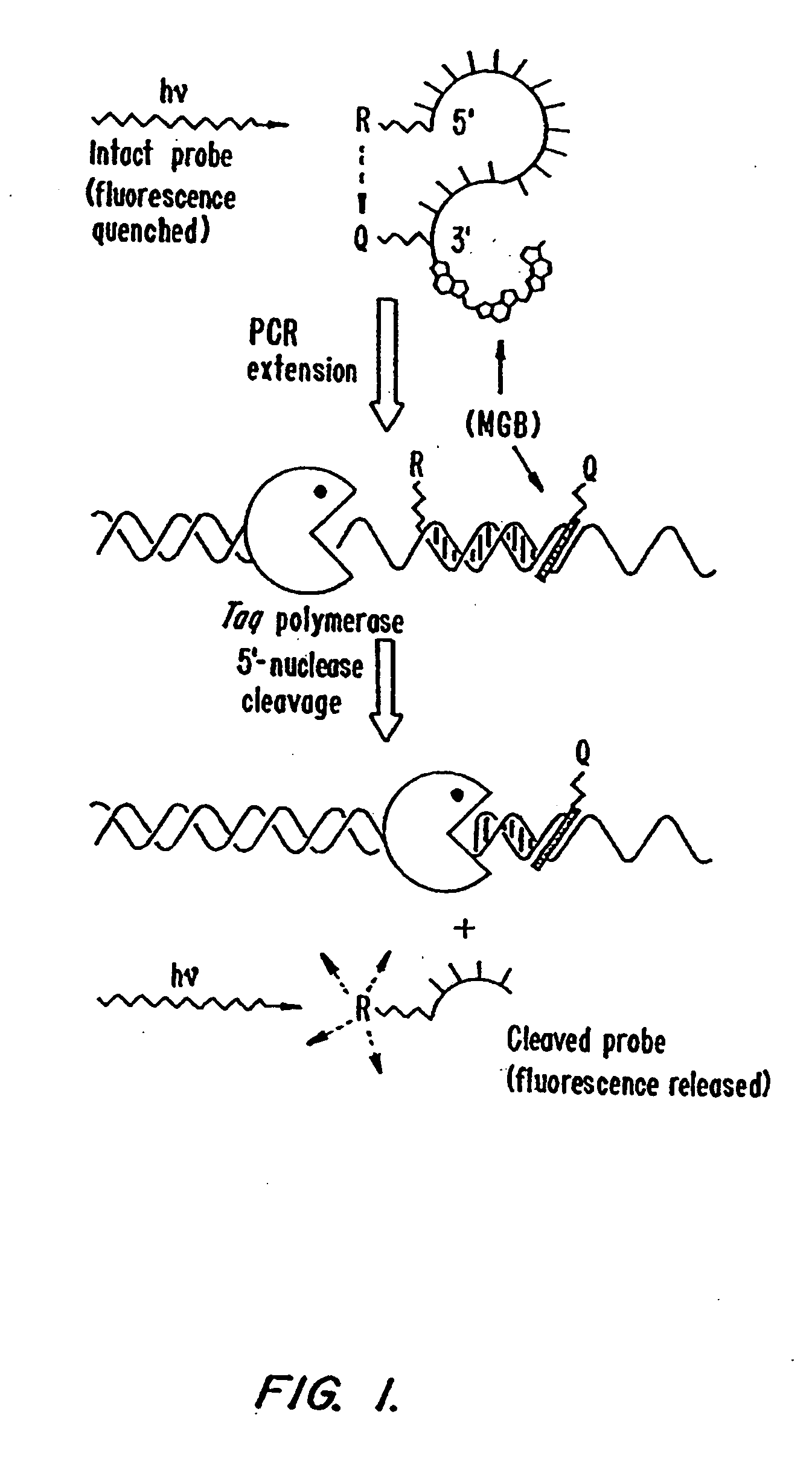 Fluorescent quenching detection reagents and methods