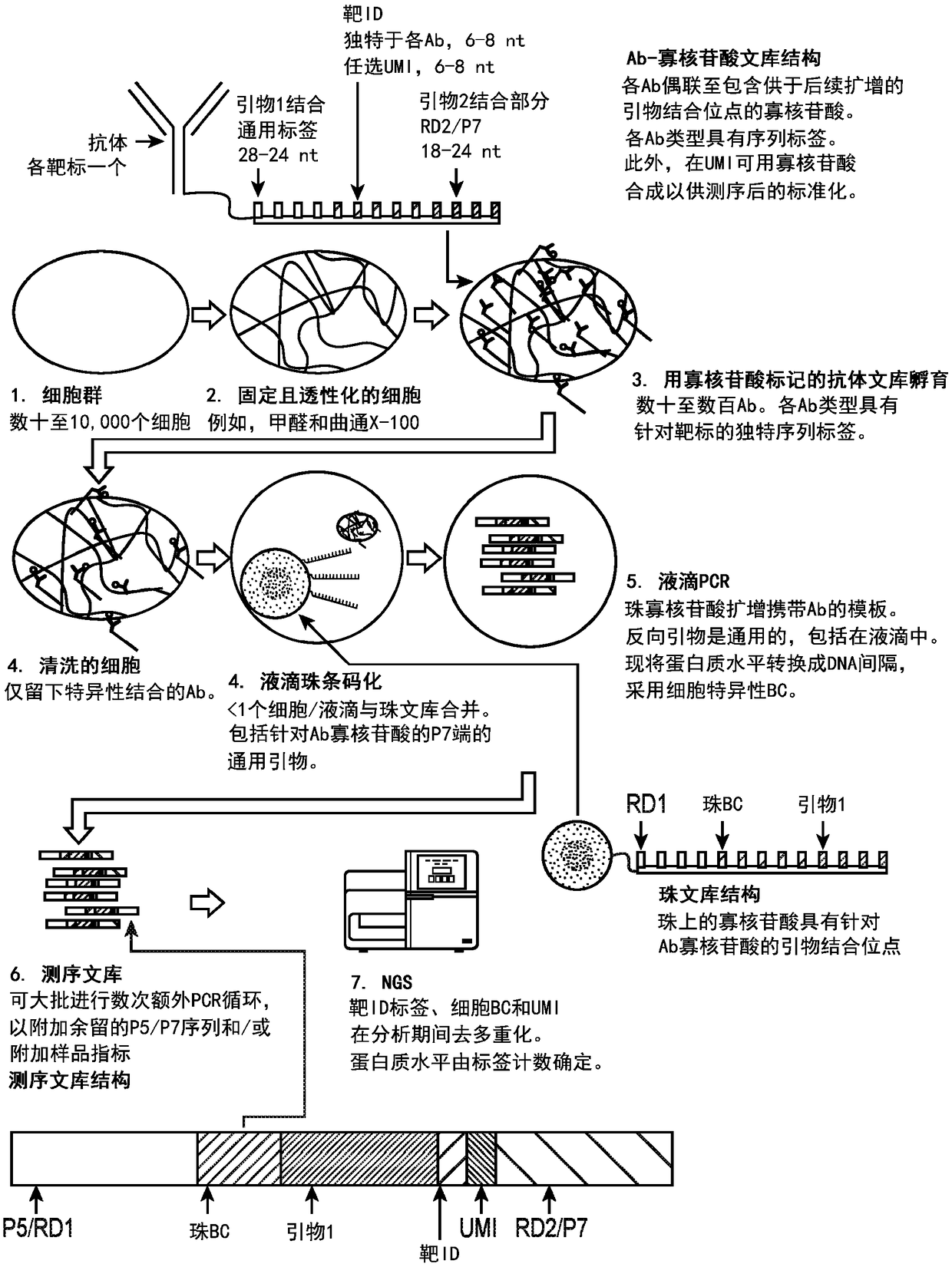 Digital protein quantification