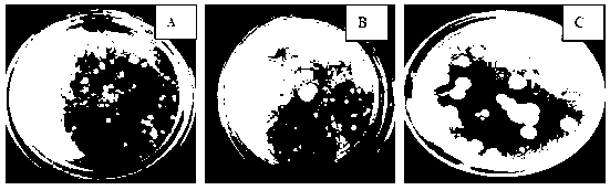 Effective Ustilaginoidea virens separation method