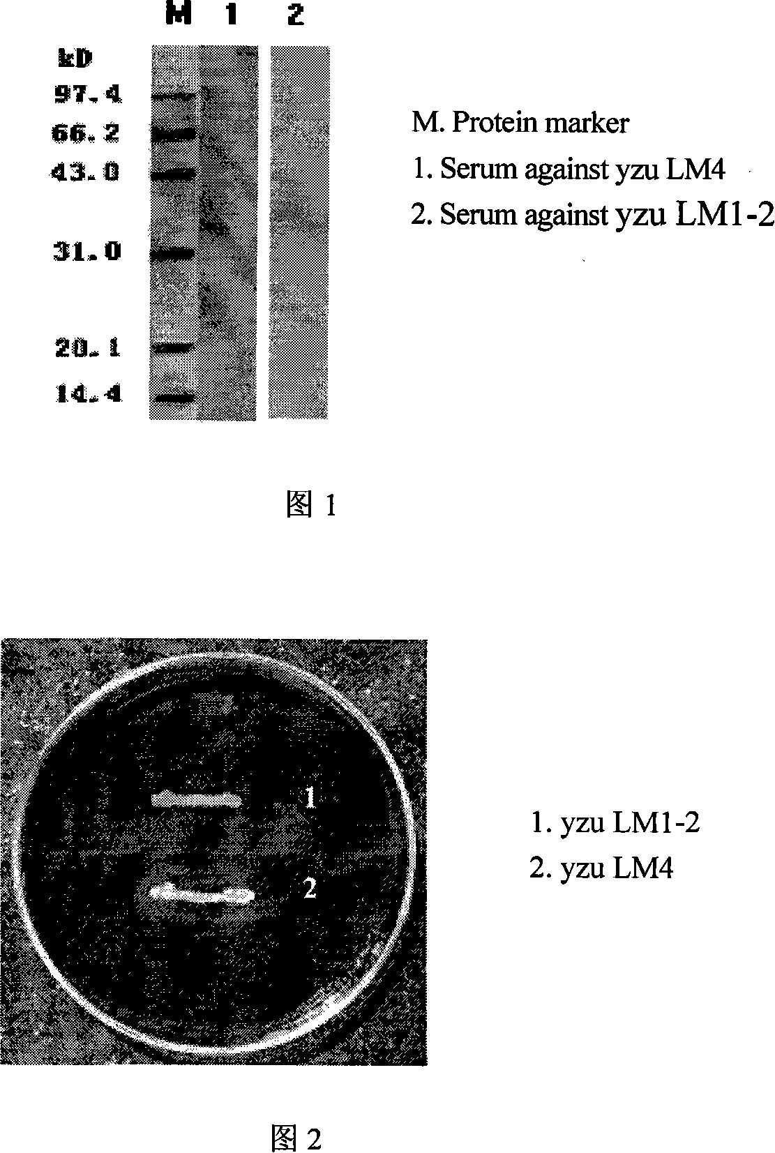 Double genes knockout Listeria monocytogenes attenuation mutant and constructing method