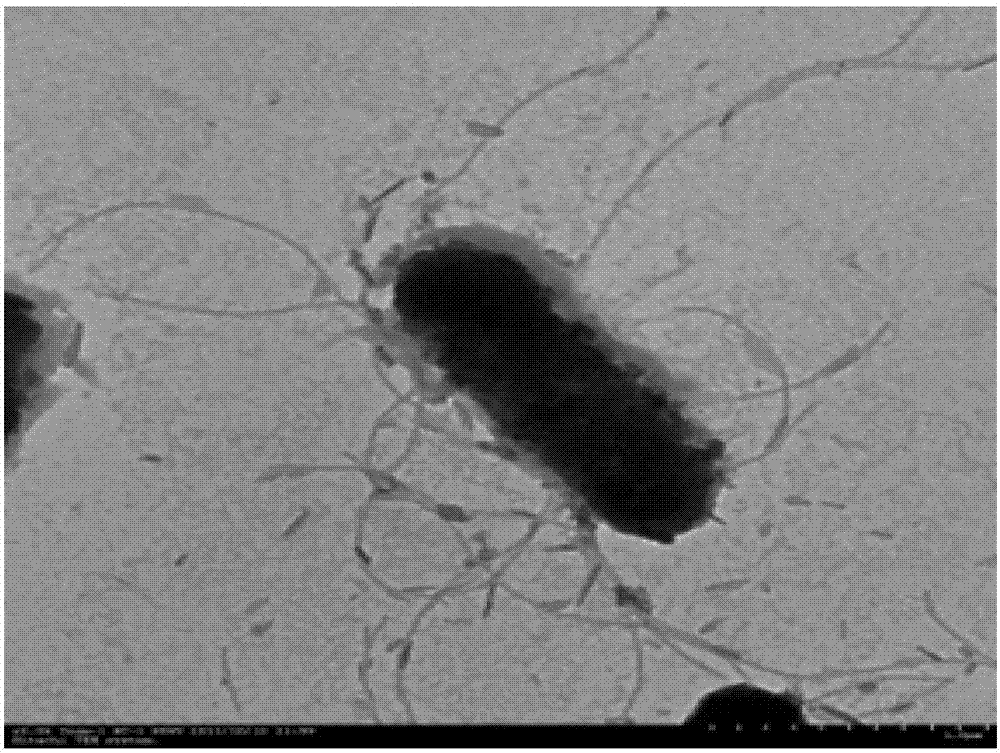 Eosino-thiobacillus and application thereof to copper pyrites leaching