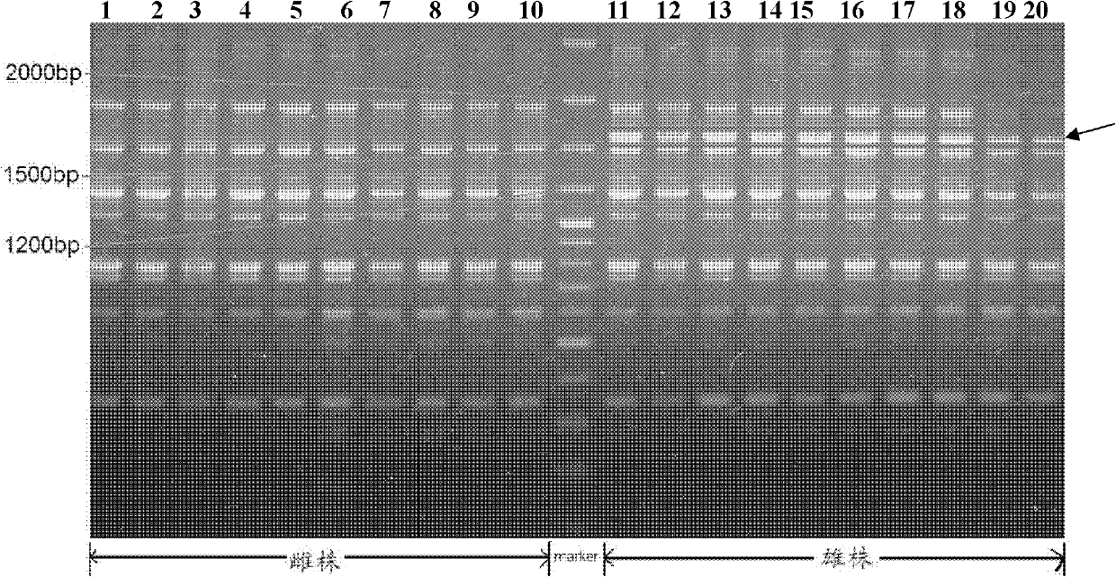 DNA (deoxyribonucleic acid) fragment, primers and method for identifying gender of salak