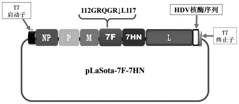 Construction method and application of recombinant chimeric Newcastle disease virus for expressing chicken infectious bursal disease virus variant VP2 gene