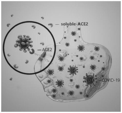 Cyclodextrin soluble ACE2 as well as preparation method and application thereof