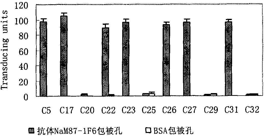 Blood group A antigen epitope mimic peptide and its screening method