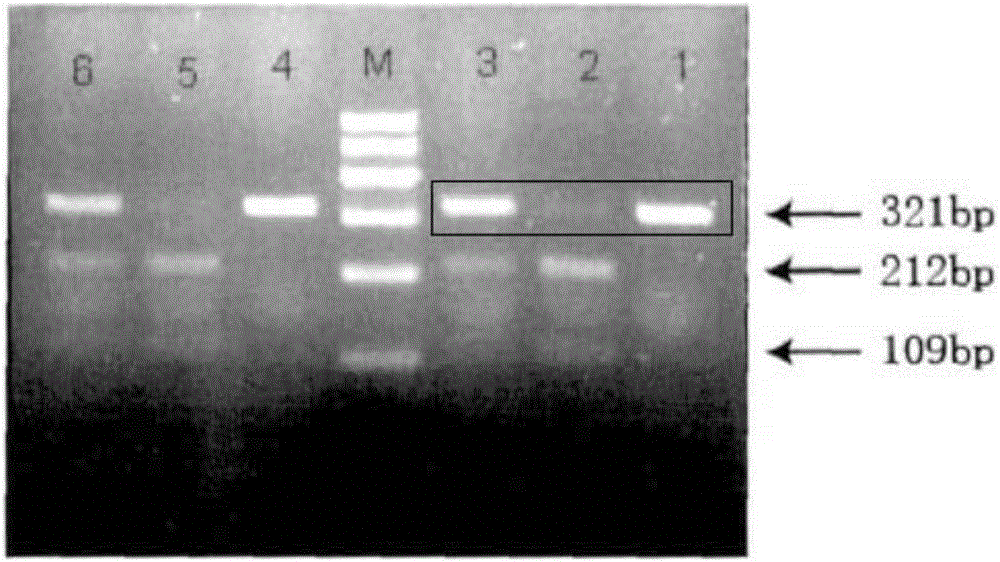 Method and kit for detecting CYP2C19*2 polymorphic site genotype