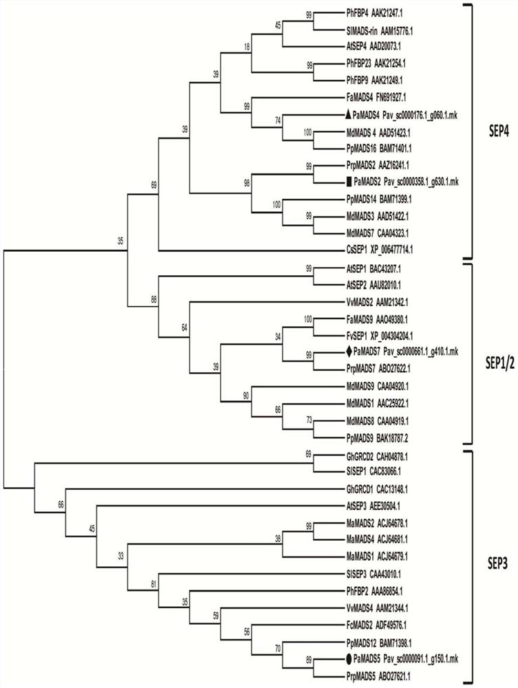 Application of prunus avium L. PaMADSs gene to adjustment and control of fruit coloring or fruit ripening softening