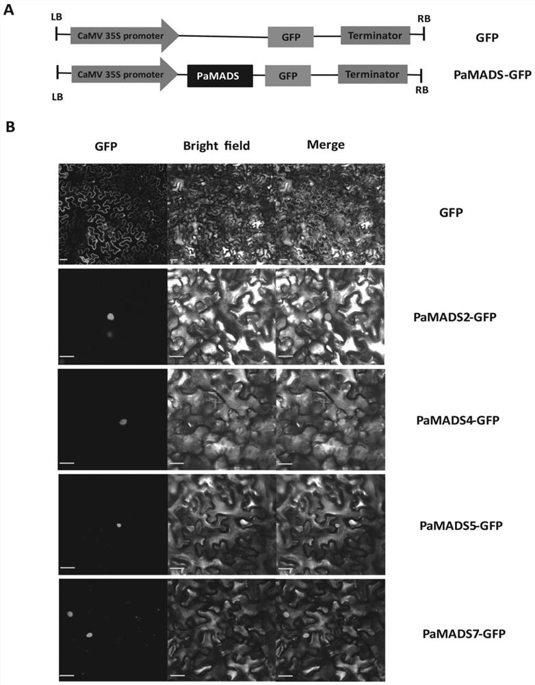 Application of prunus avium L. PaMADSs gene to adjustment and control of fruit coloring or fruit ripening softening