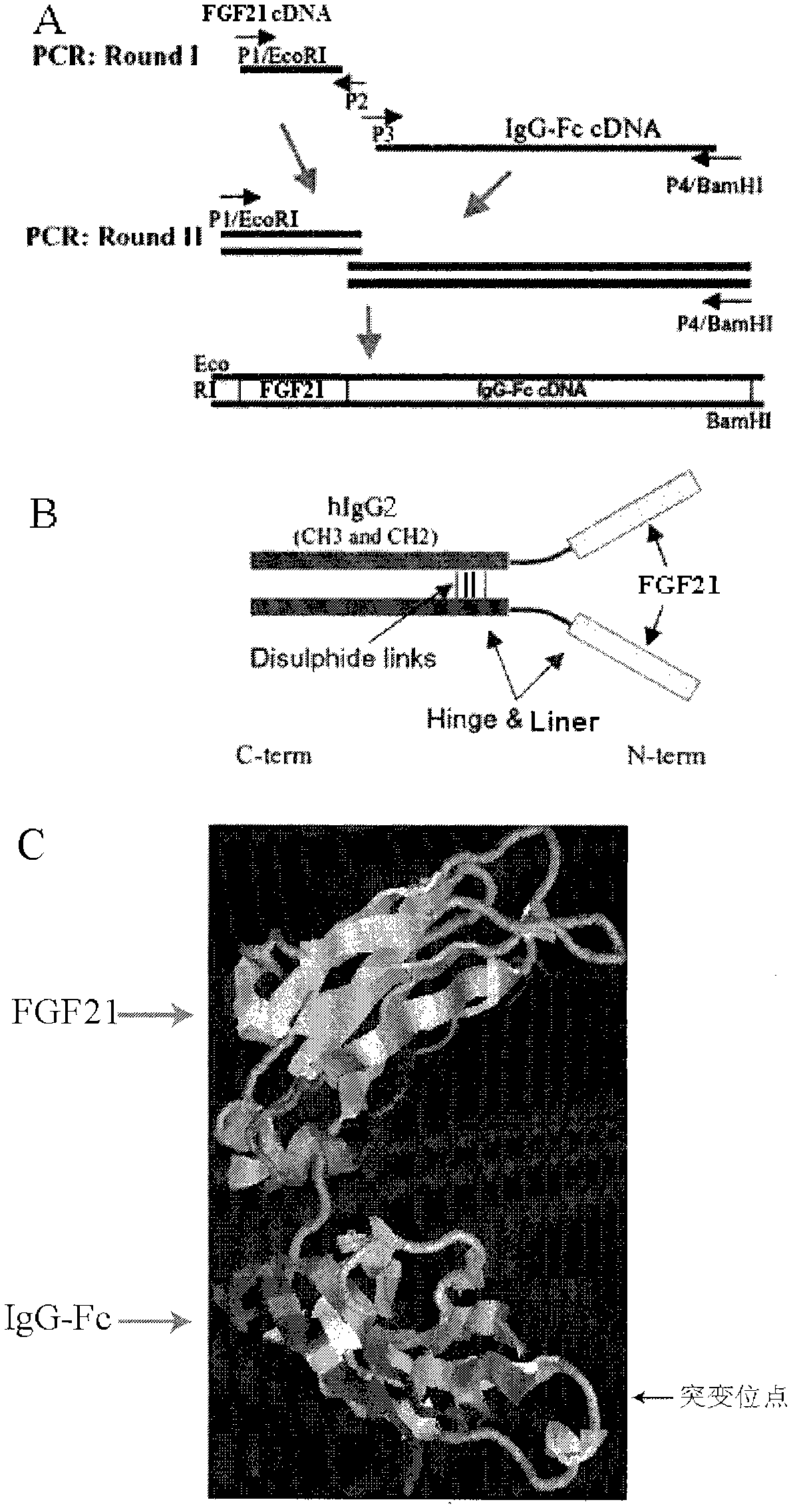 Preparation and application of human fibroblast growth factor 21 fusion protein and mutant of human fibroblast growth factor 21 fusion protein