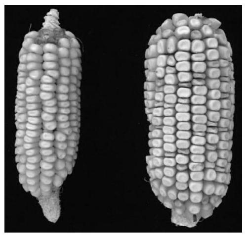 Molecular marker related to size of corn kernels and application of molecular marker