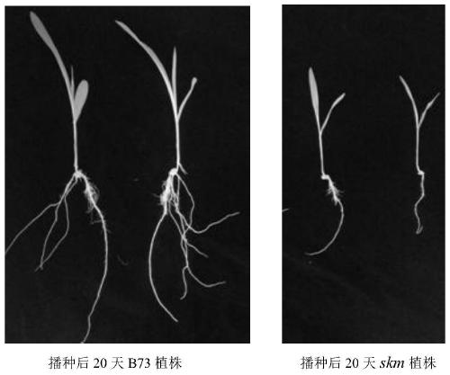 Molecular marker related to size of corn kernels and application of molecular marker