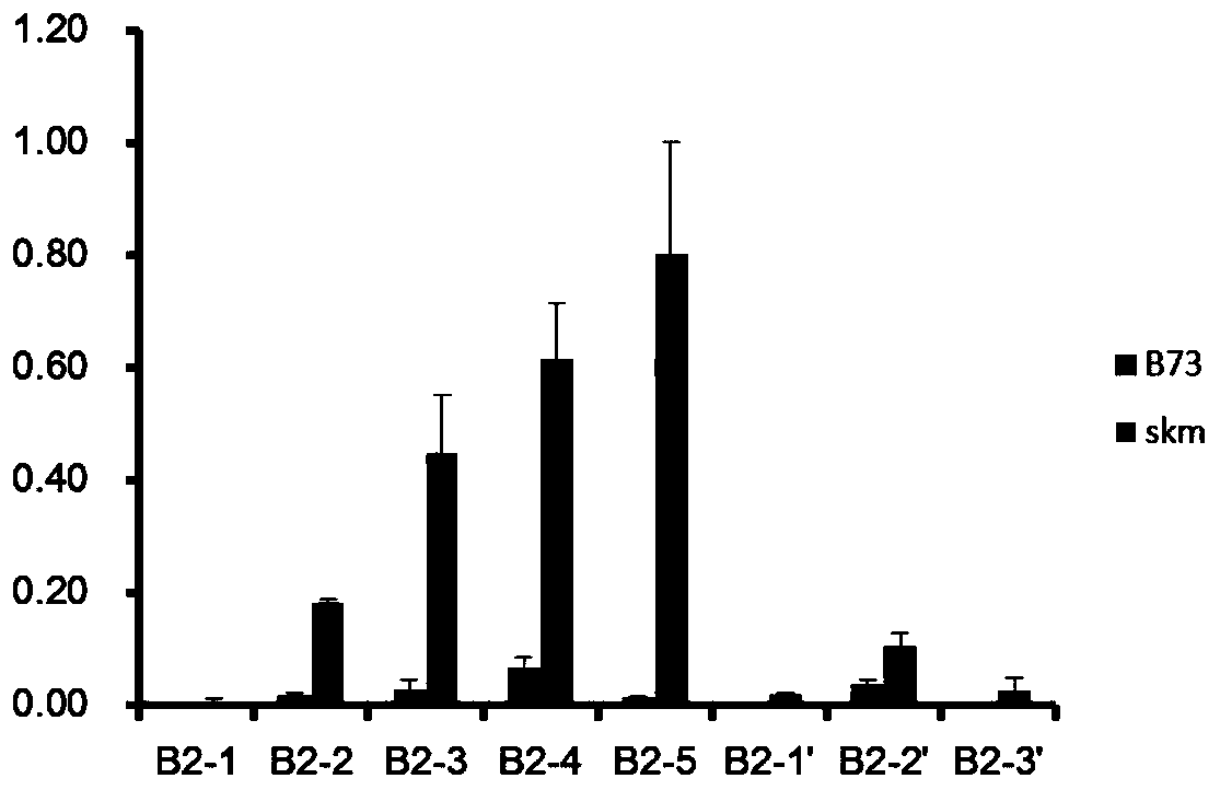 Molecular marker related to size of corn kernels and application of molecular marker