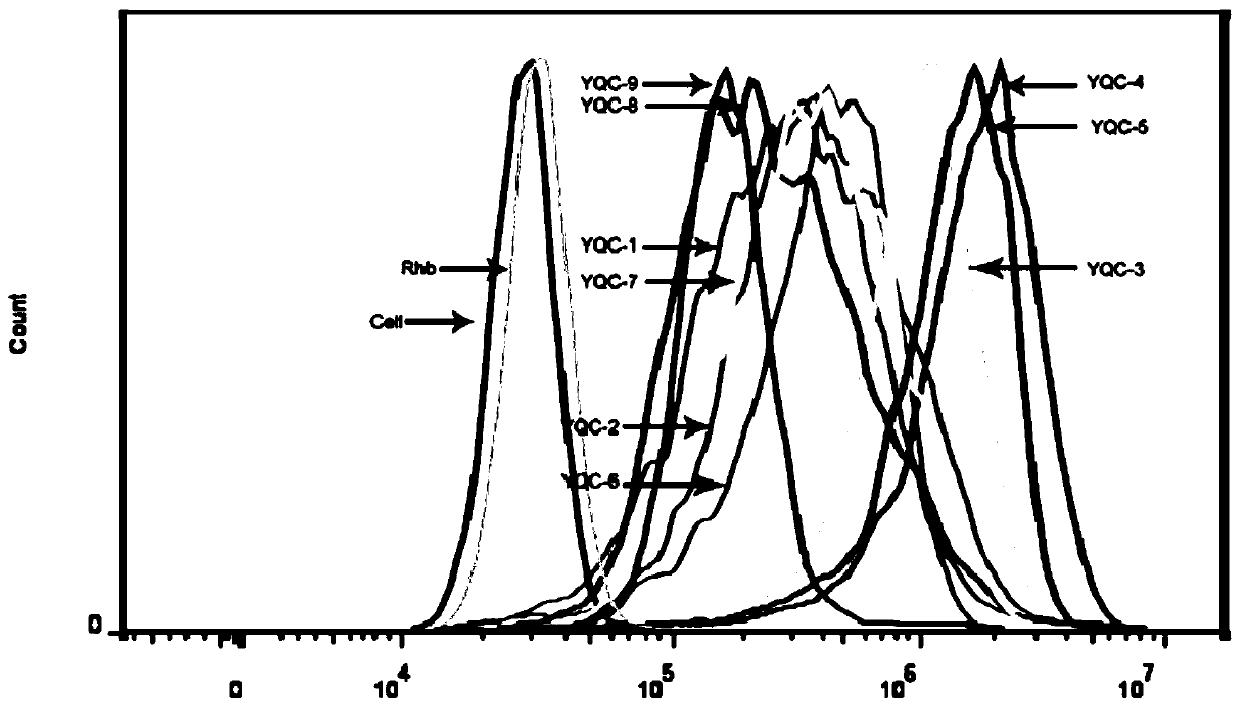 Tumor-targeting coxsackie virus/adenovirus mimic peptide and application thereof