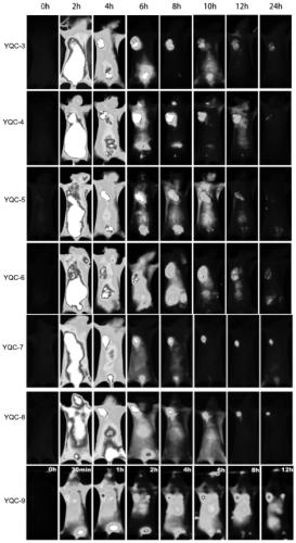 Tumor-targeting coxsackie virus/adenovirus mimic peptide and application thereof