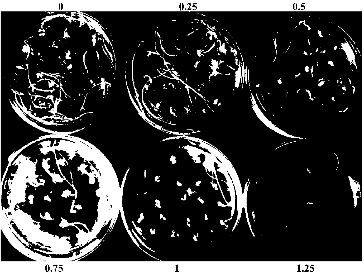 Dry-germ dissociation method applied to wheat mature embryo culture