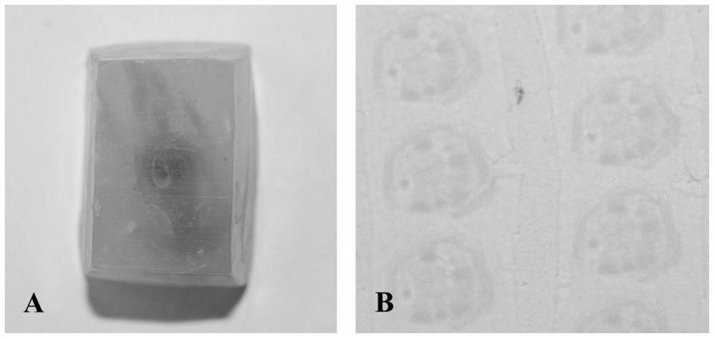 A paraffin section method for gradient dehydration of plant material