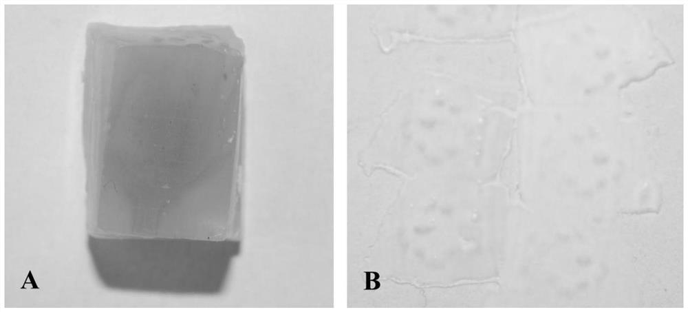 A paraffin section method for gradient dehydration of plant material