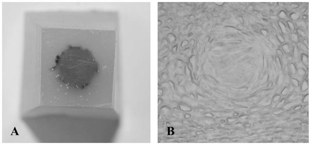 A paraffin section method for gradient dehydration of plant material