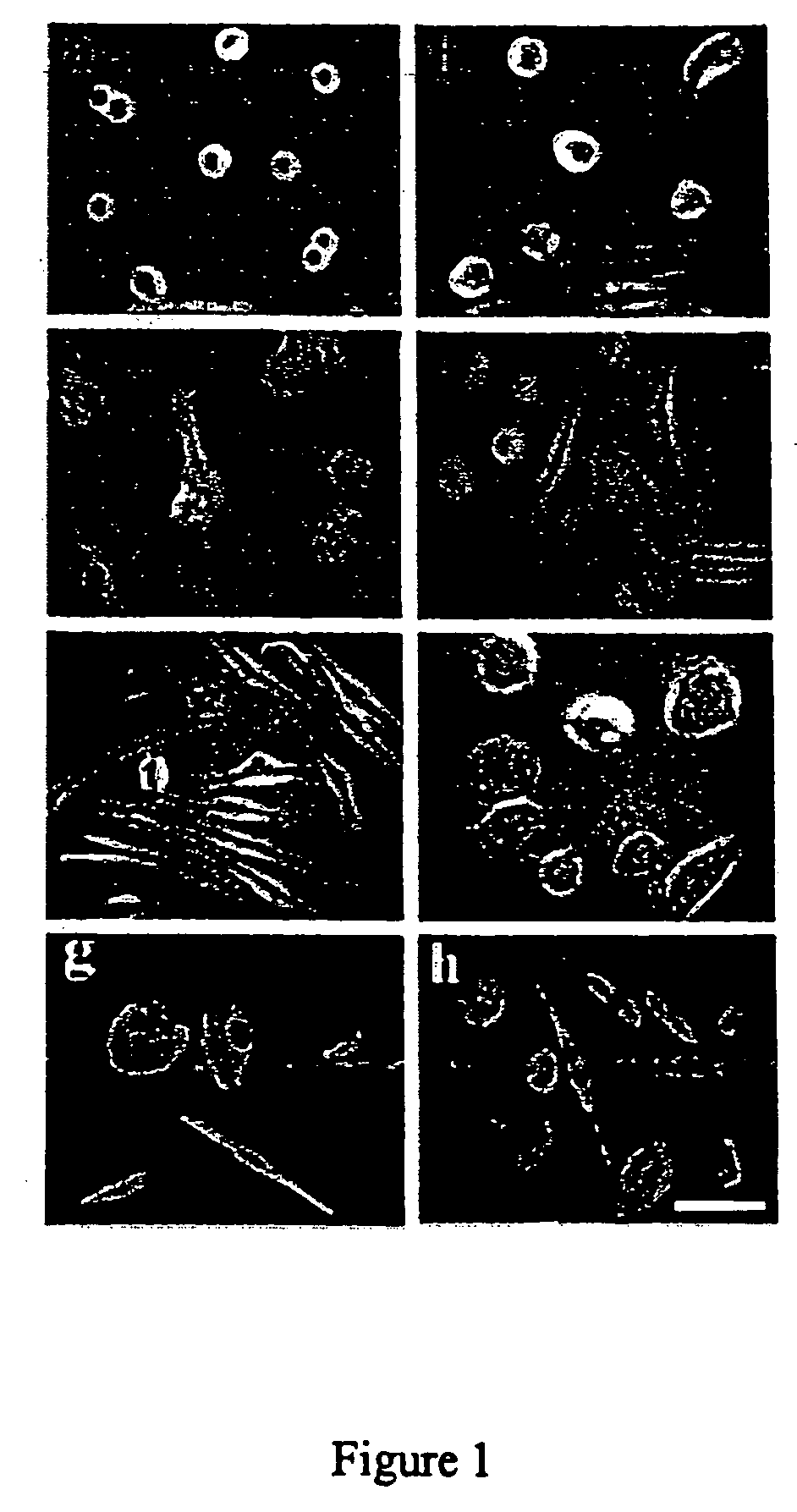 Human stem cell materials and methods