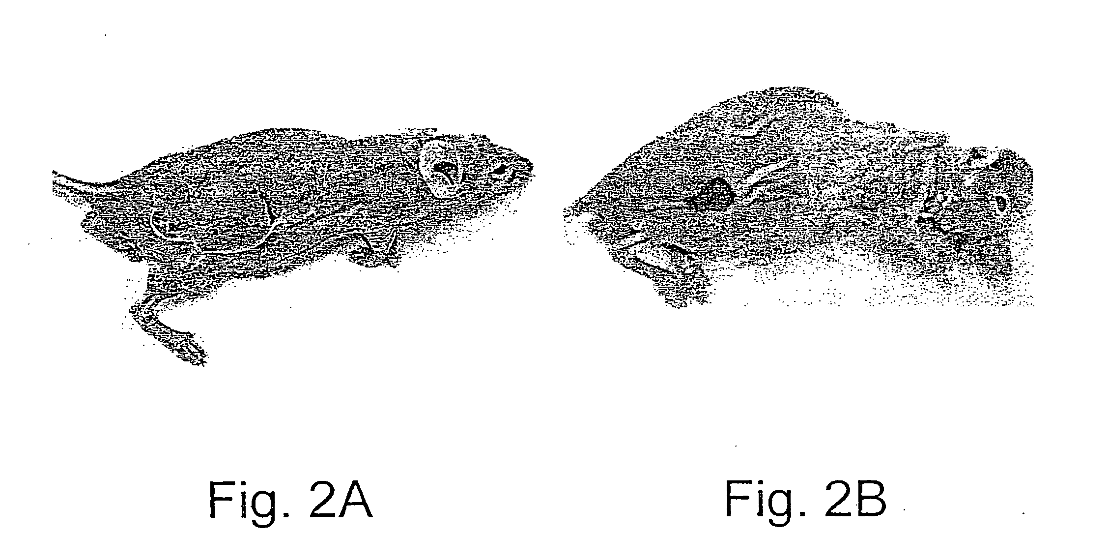 Methods and uses of leptin in immune modulation and hepatocellular carcinoma