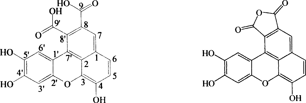 Lignin in dandelion, its bacteria-resisting activity and use for medicine