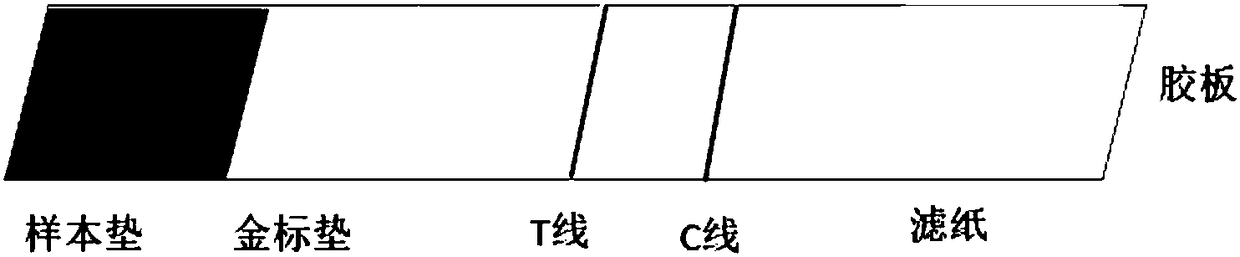 Gamma synuclein colloidal gold detection device and preparation method and application thereof