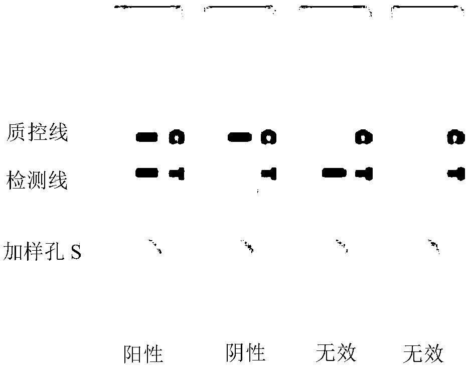 Gamma synuclein colloidal gold detection device and preparation method and application thereof