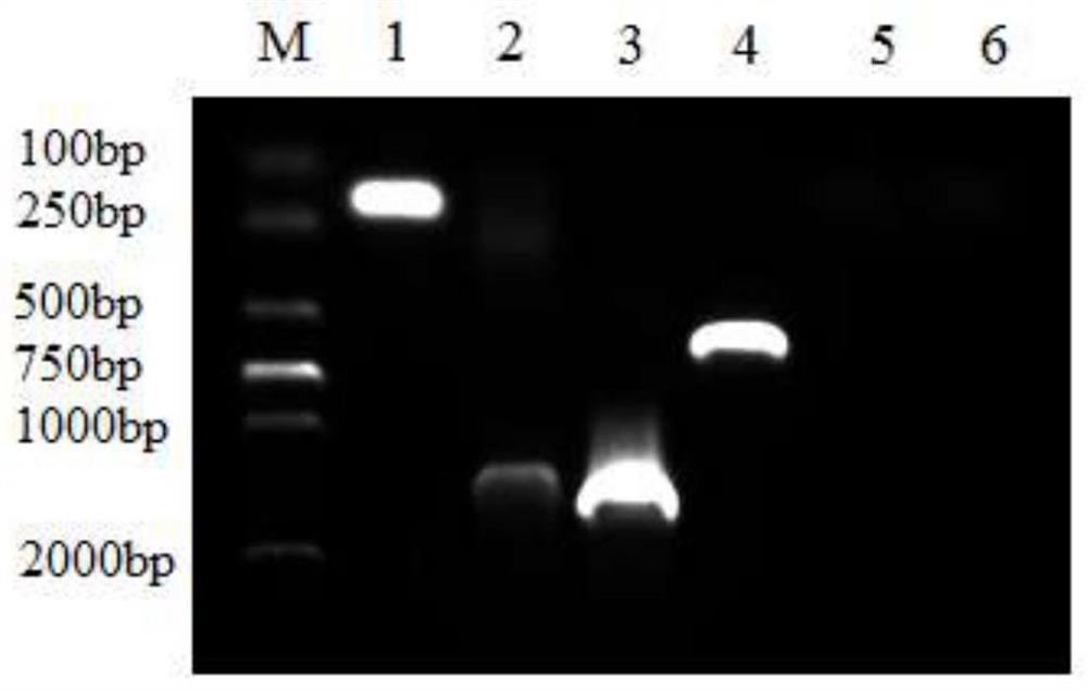 Construction and application of recombinant Marek's disease virus MDLV21 strain